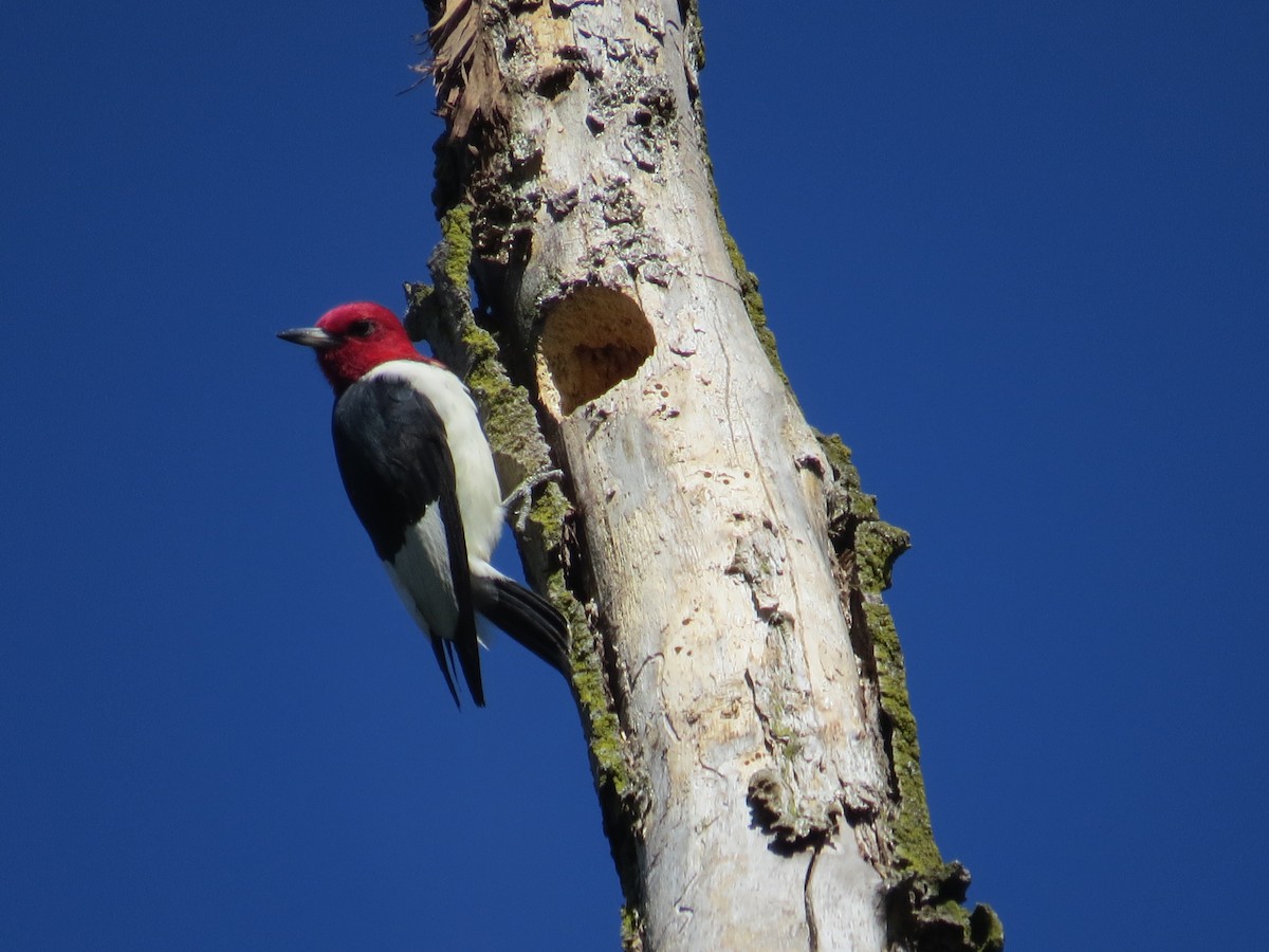 Red-headed Woodpecker - ML608369410