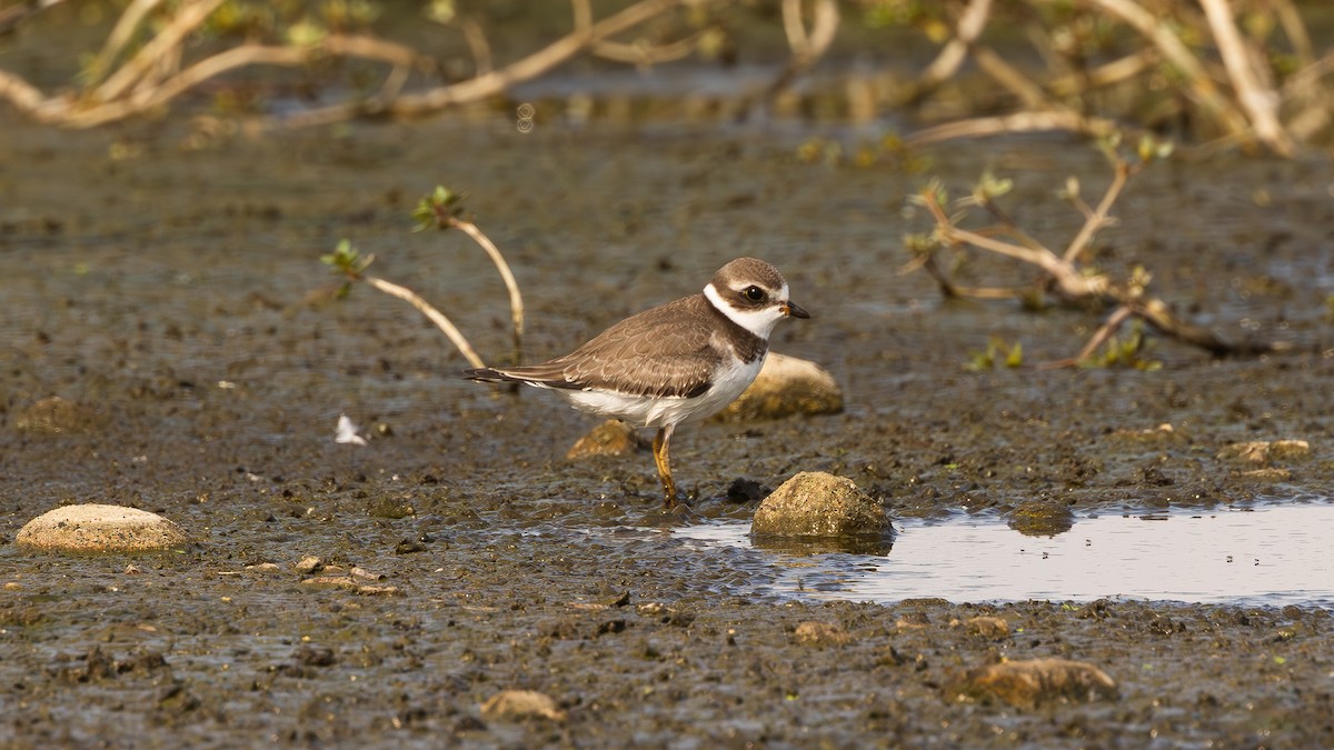 Semipalmated Plover - ML608369411