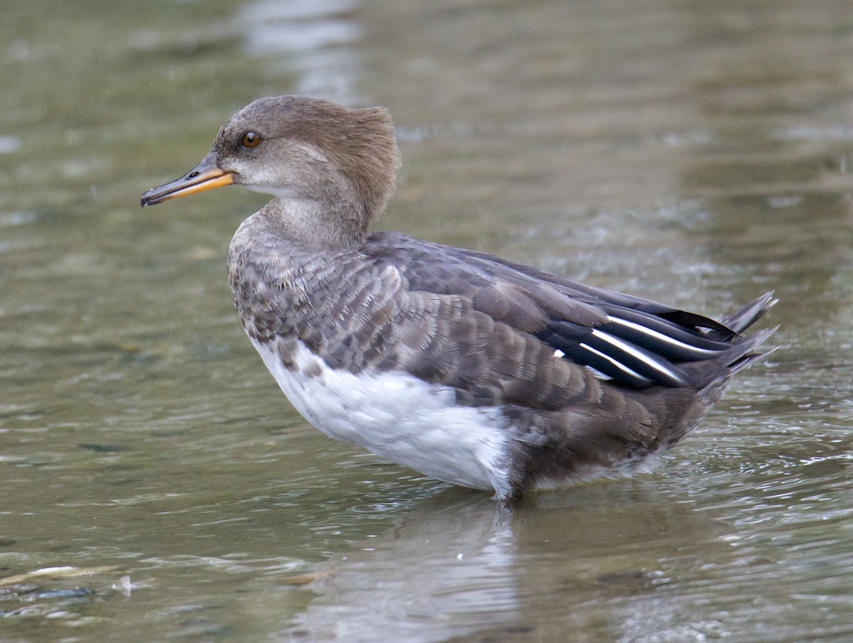 Hooded Merganser - Jordan Juzdowski