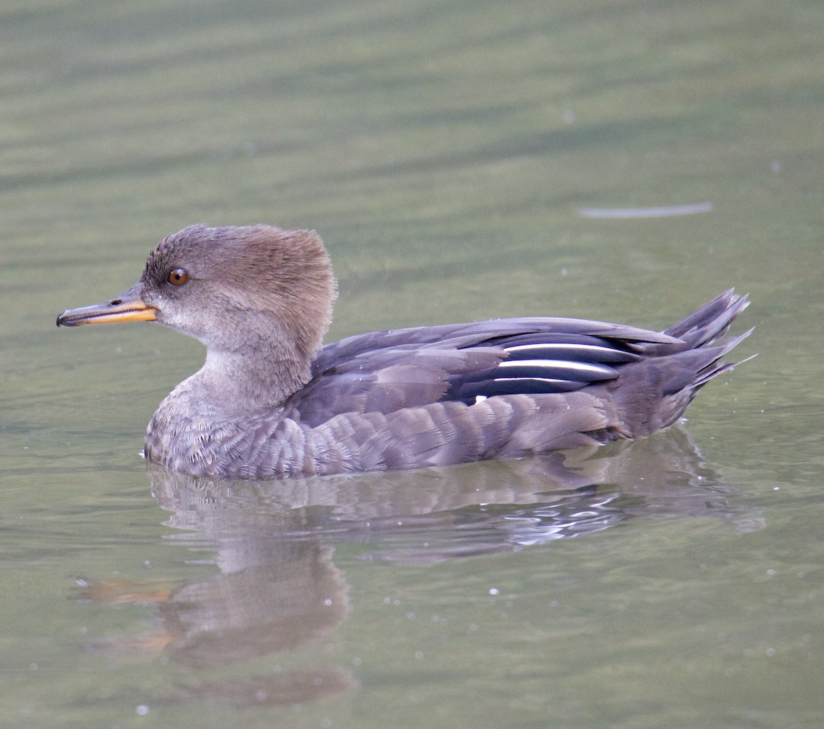 Hooded Merganser - Jordan Juzdowski