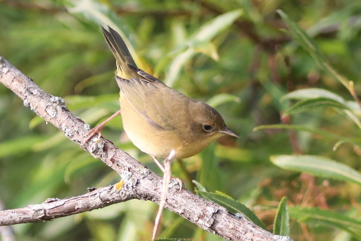 Common Yellowthroat - ML608369767