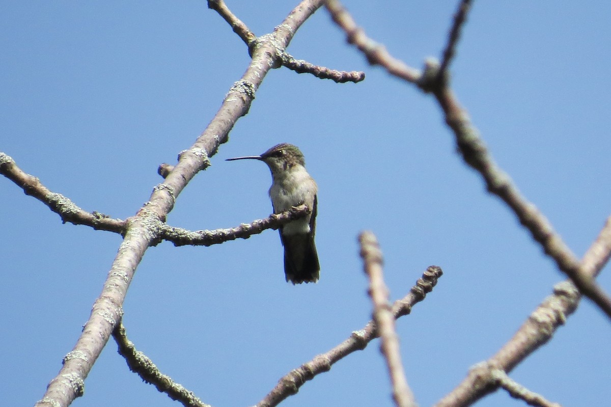 Ruby-throated Hummingbird - ML608369787