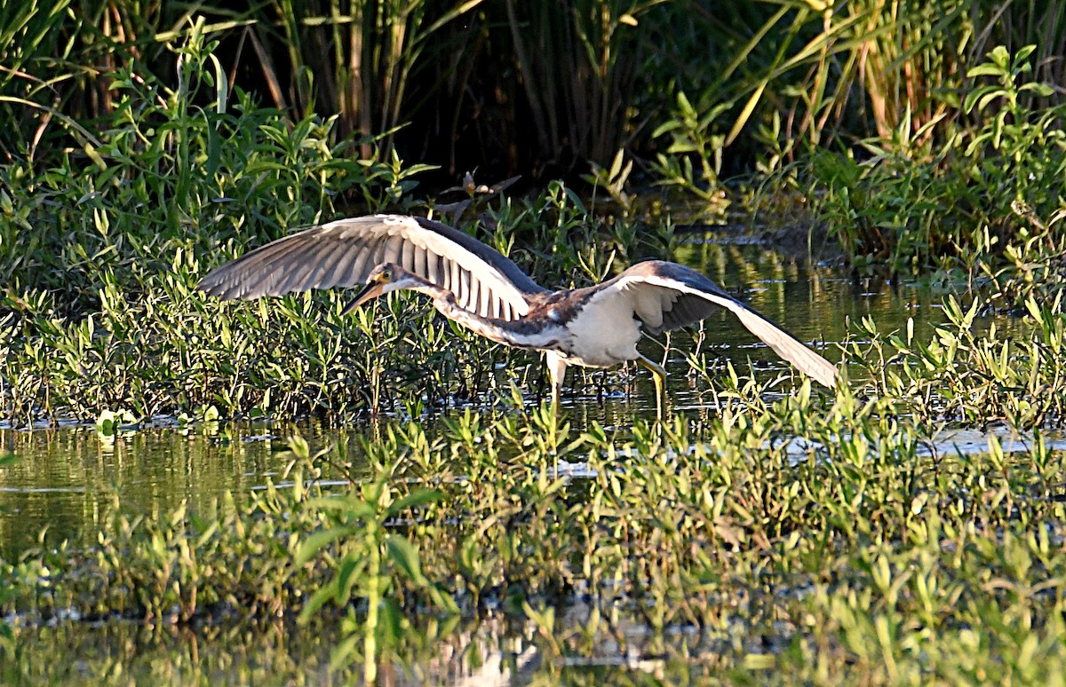 Tricolored Heron - ML608369811