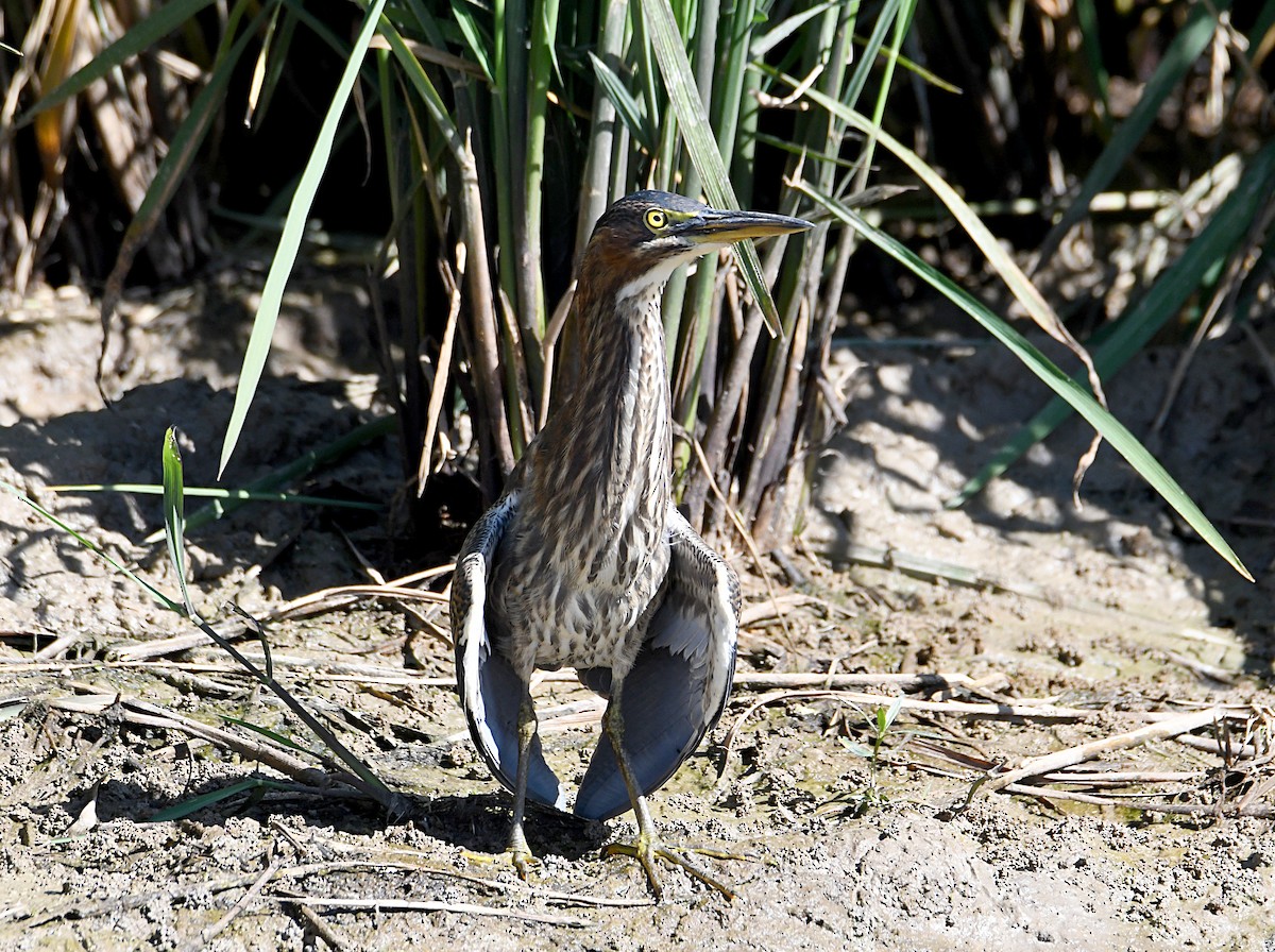 Green Heron - Glenn Wyatt