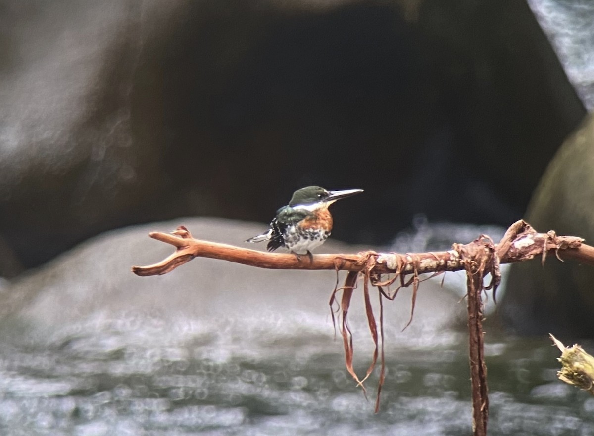 Green Kingfisher - Niall Keogh