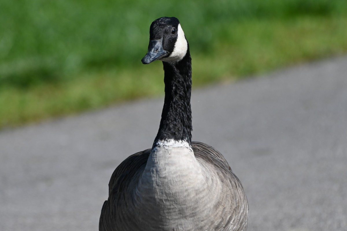 Canada Goose - ML608370011