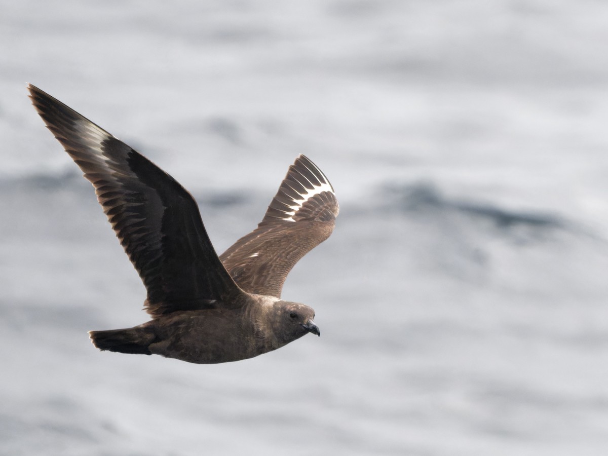 South Polar Skua - Alan Van Norman