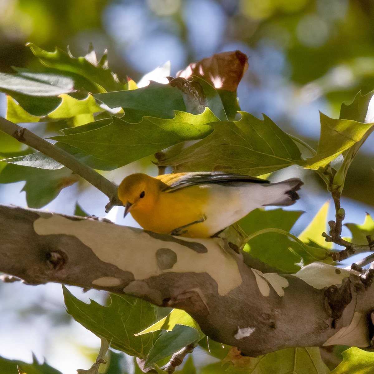 Prothonotary Warbler - ML608370108