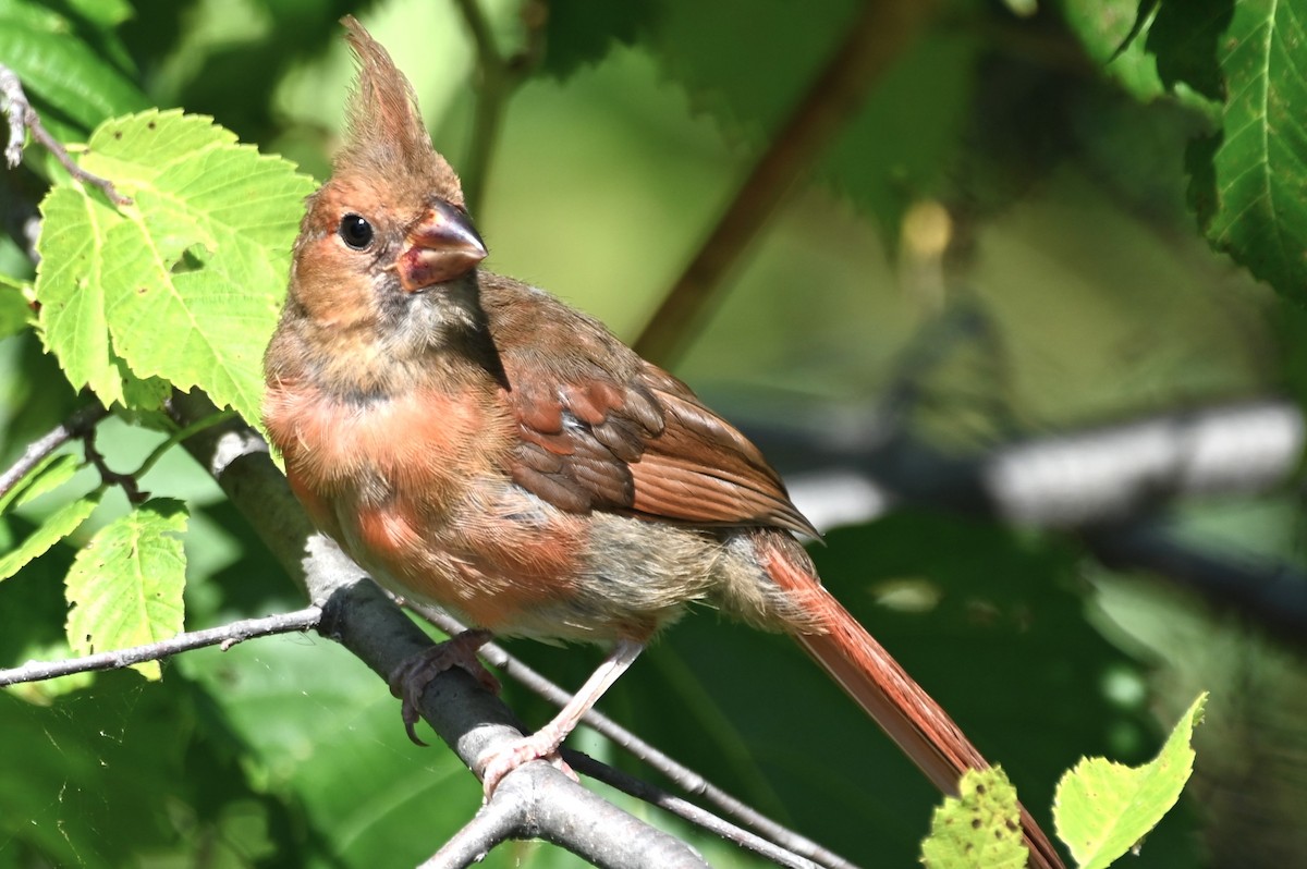 Northern Cardinal - ML608370126