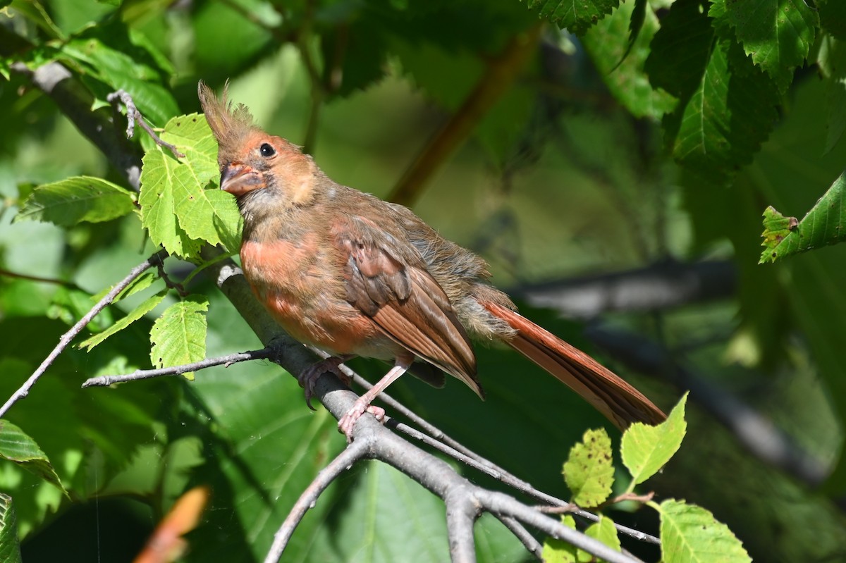 Northern Cardinal - ML608370128