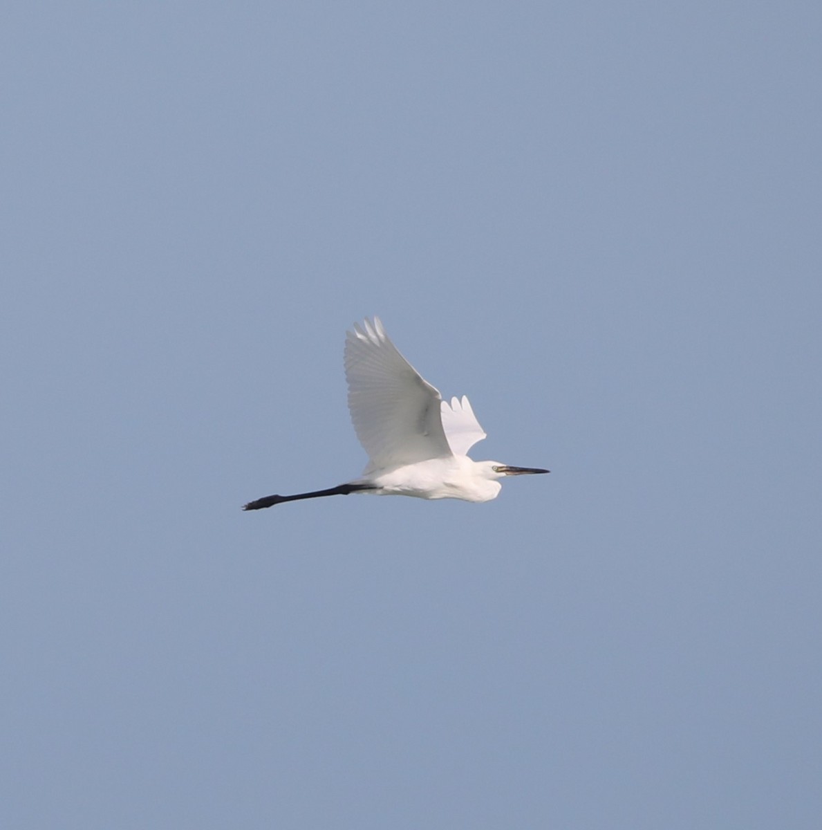 Reddish Egret - ML608370142