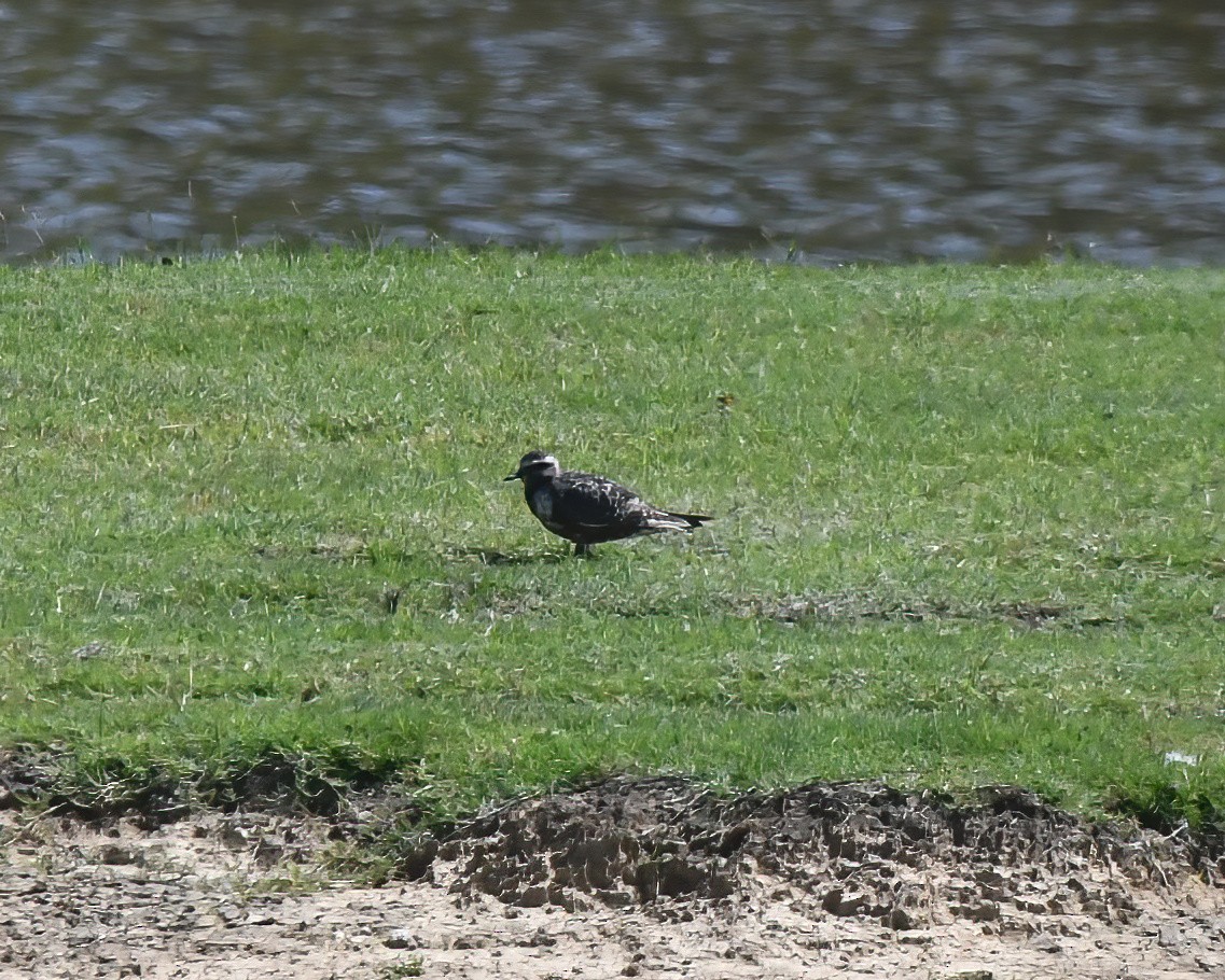 American Golden-Plover - Lincoln Martin