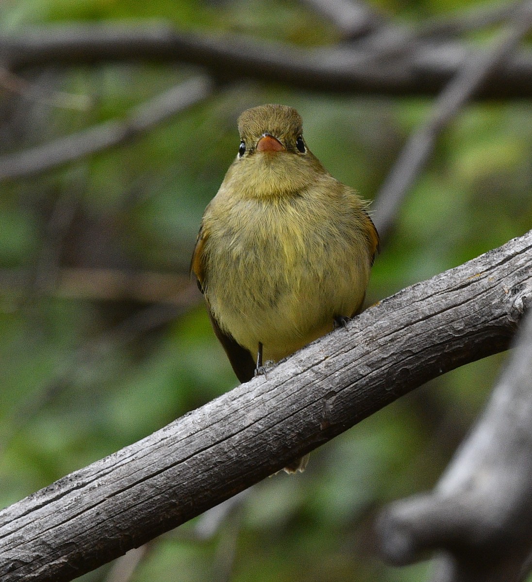 Western Flycatcher (Pacific-slope) - ML608370167