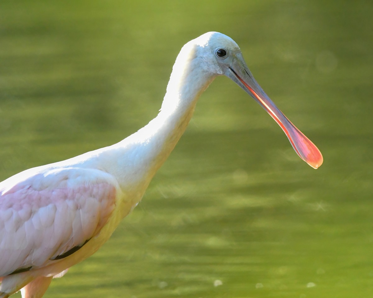 Roseate Spoonbill - ML608370174