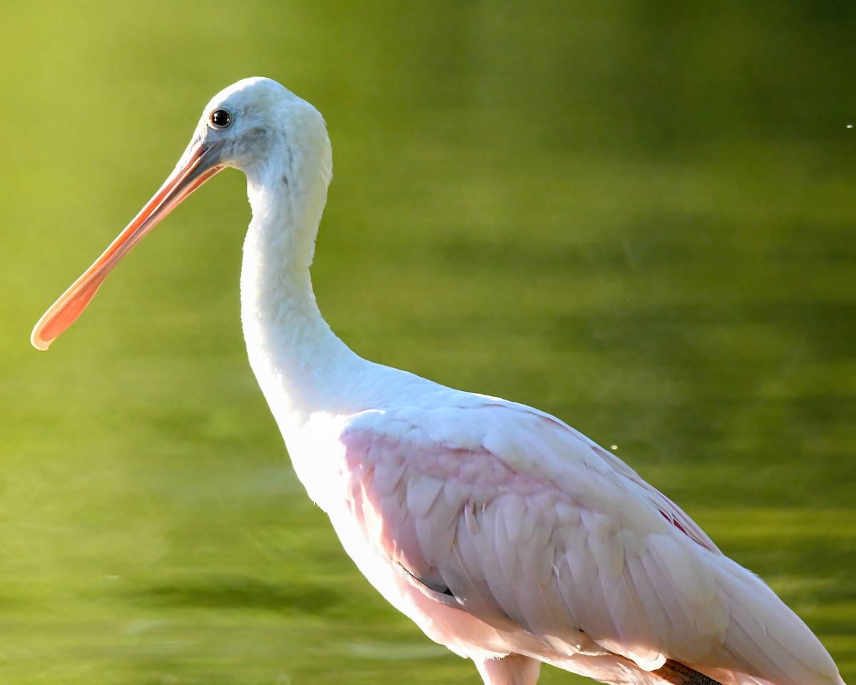 Roseate Spoonbill - Lincoln Martin