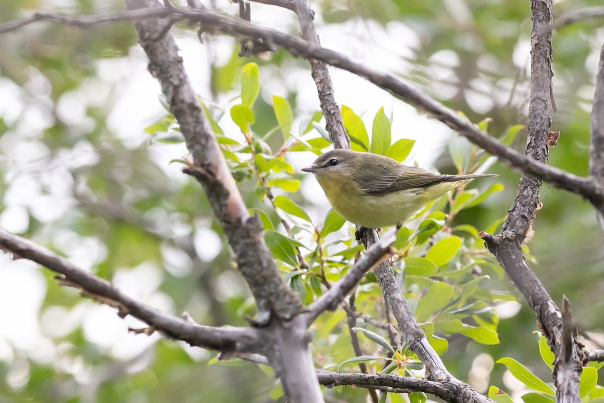 Vireo de Filadelfia - ML608370190