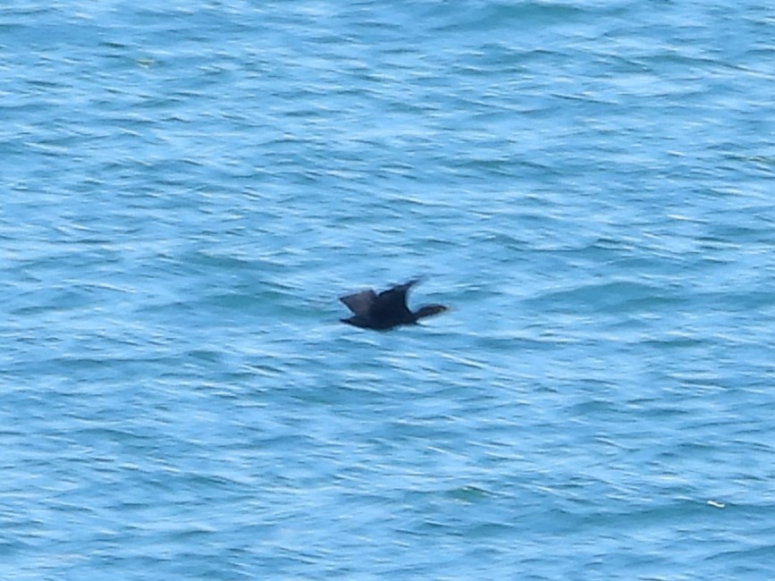 Double-crested Cormorant - ML608370231