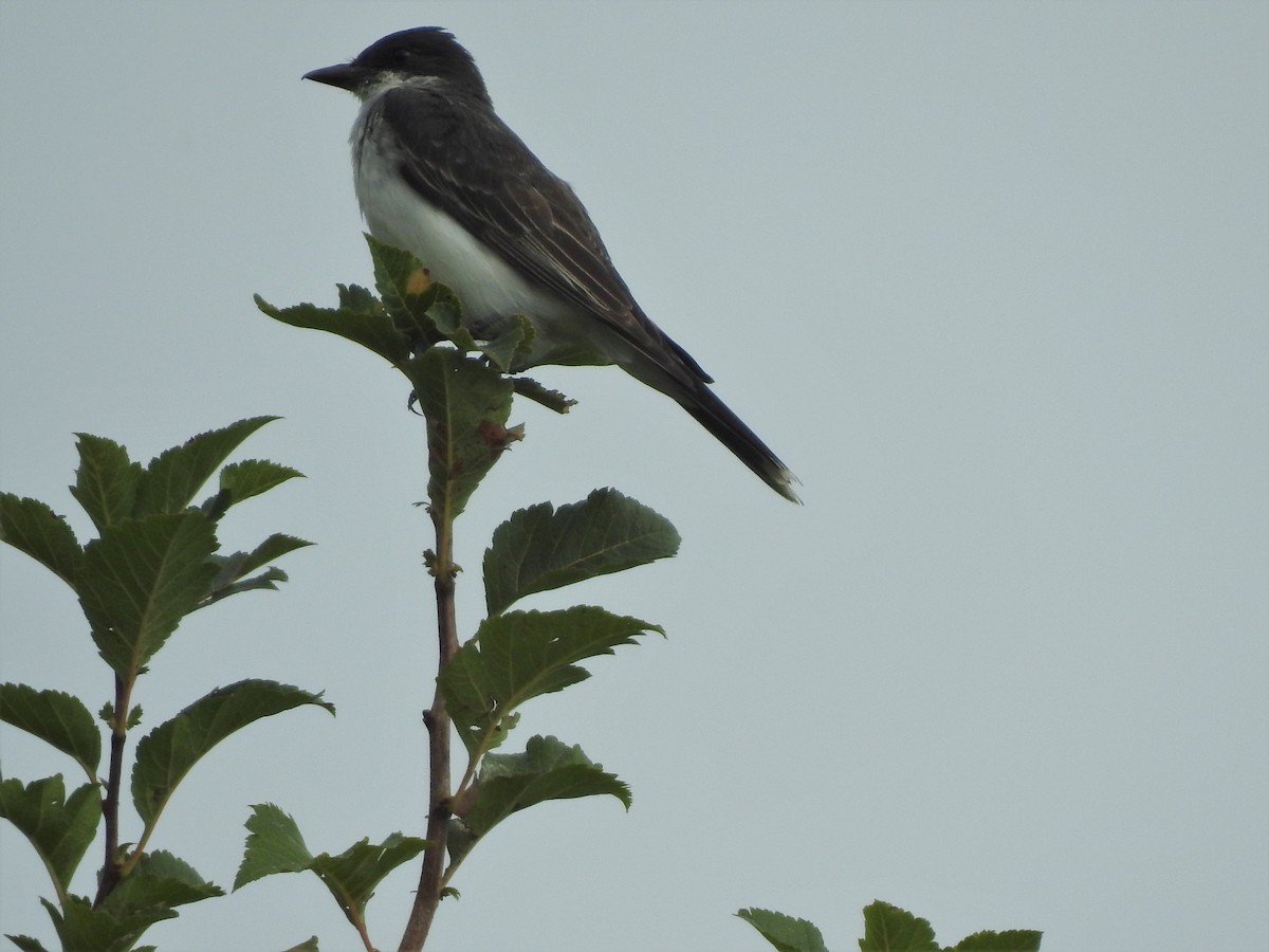 Eastern Kingbird - Stella Walk