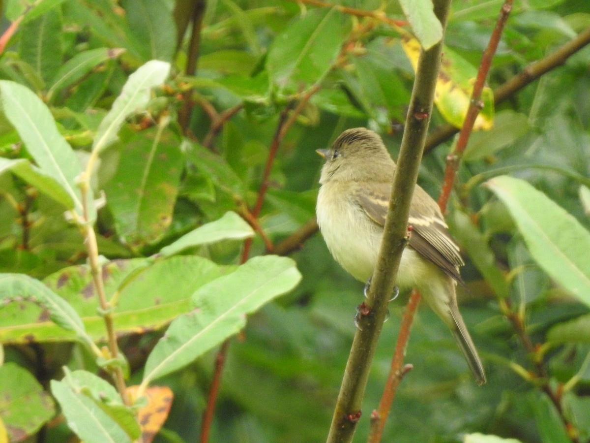 Western Flycatcher (Pacific-slope) - ML608370447