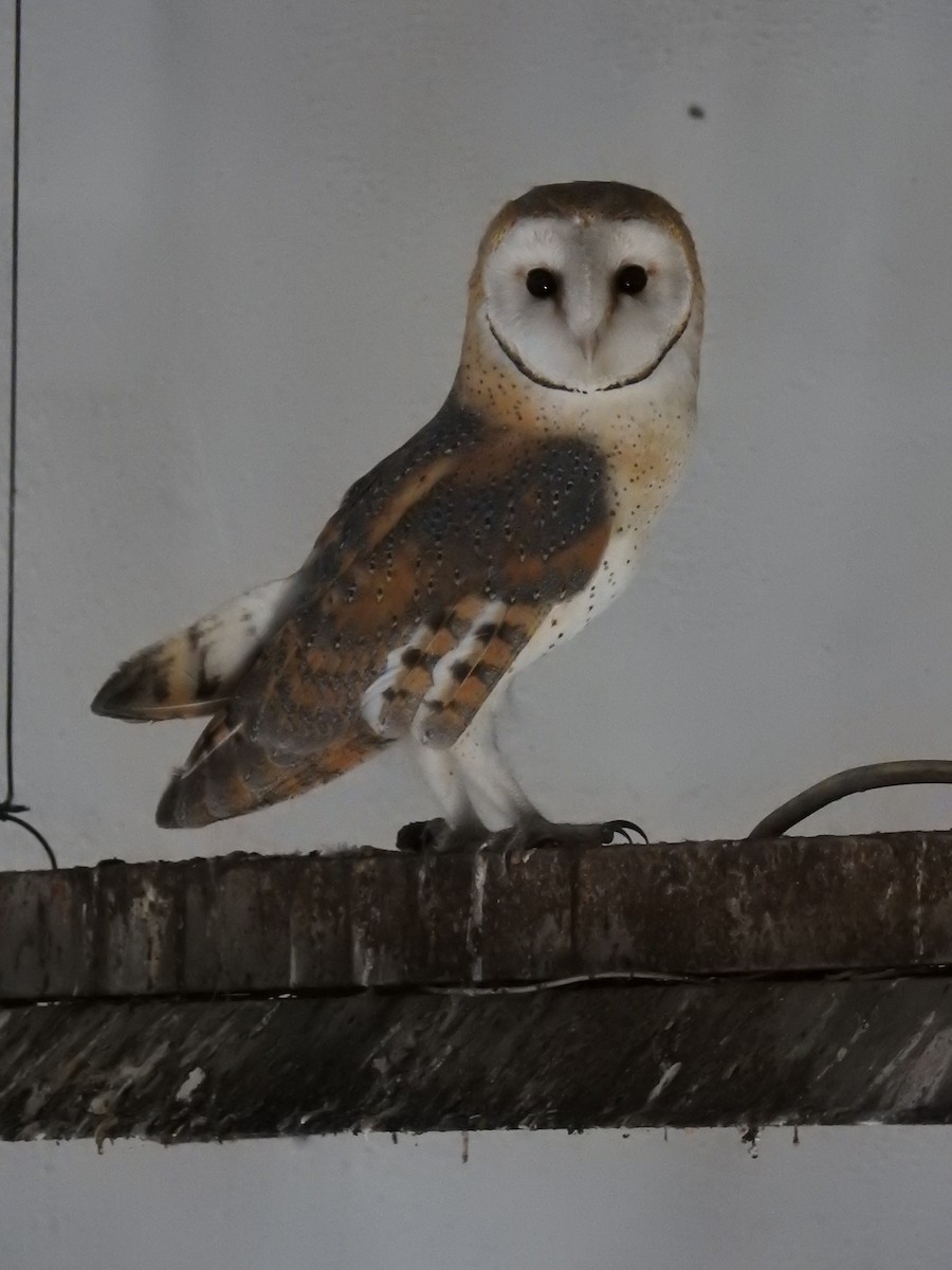 Barn Owl - ML608370454