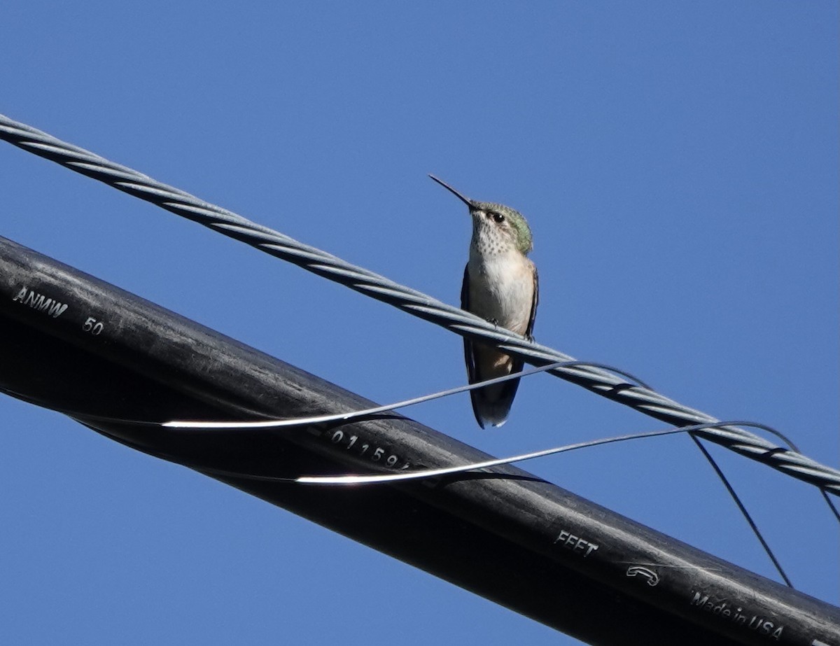 Broad-tailed Hummingbird - ML608370487