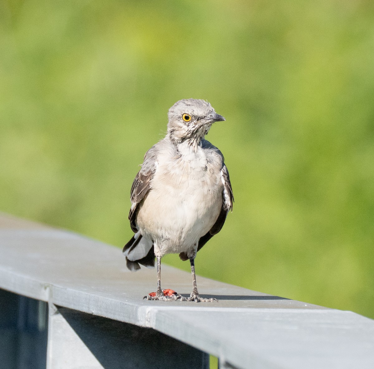 Northern Mockingbird - ML608370562