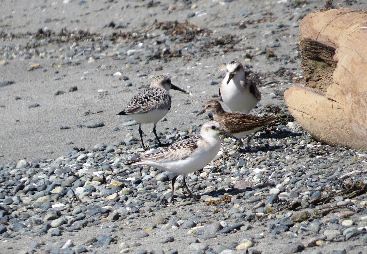 Sanderling - ML608370579