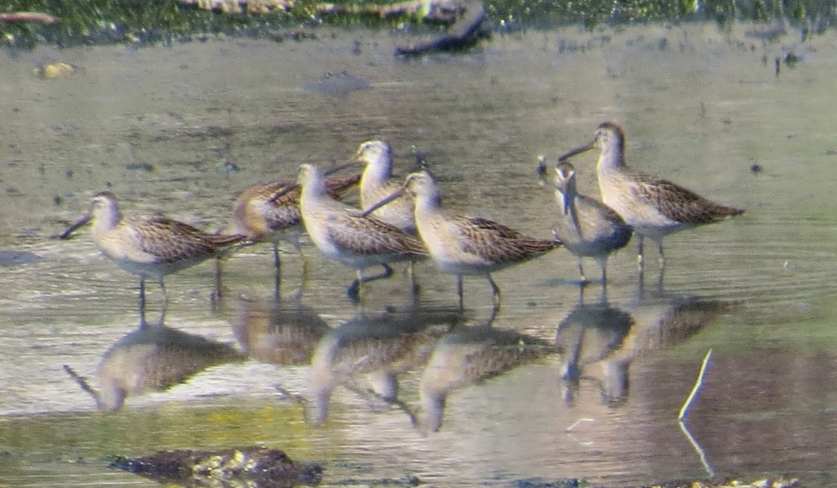 Short-billed Dowitcher - ML608370591