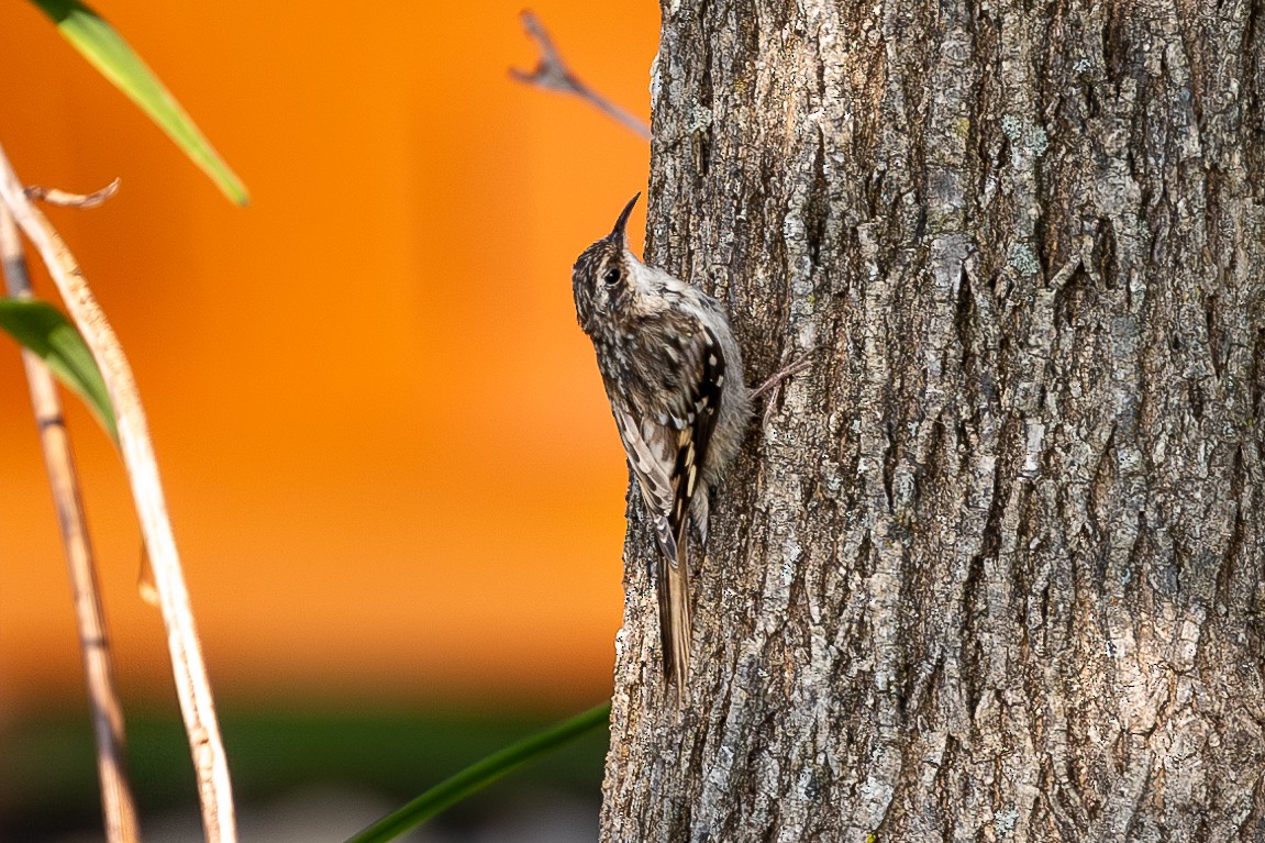 Brown Creeper - Meegan Conklin