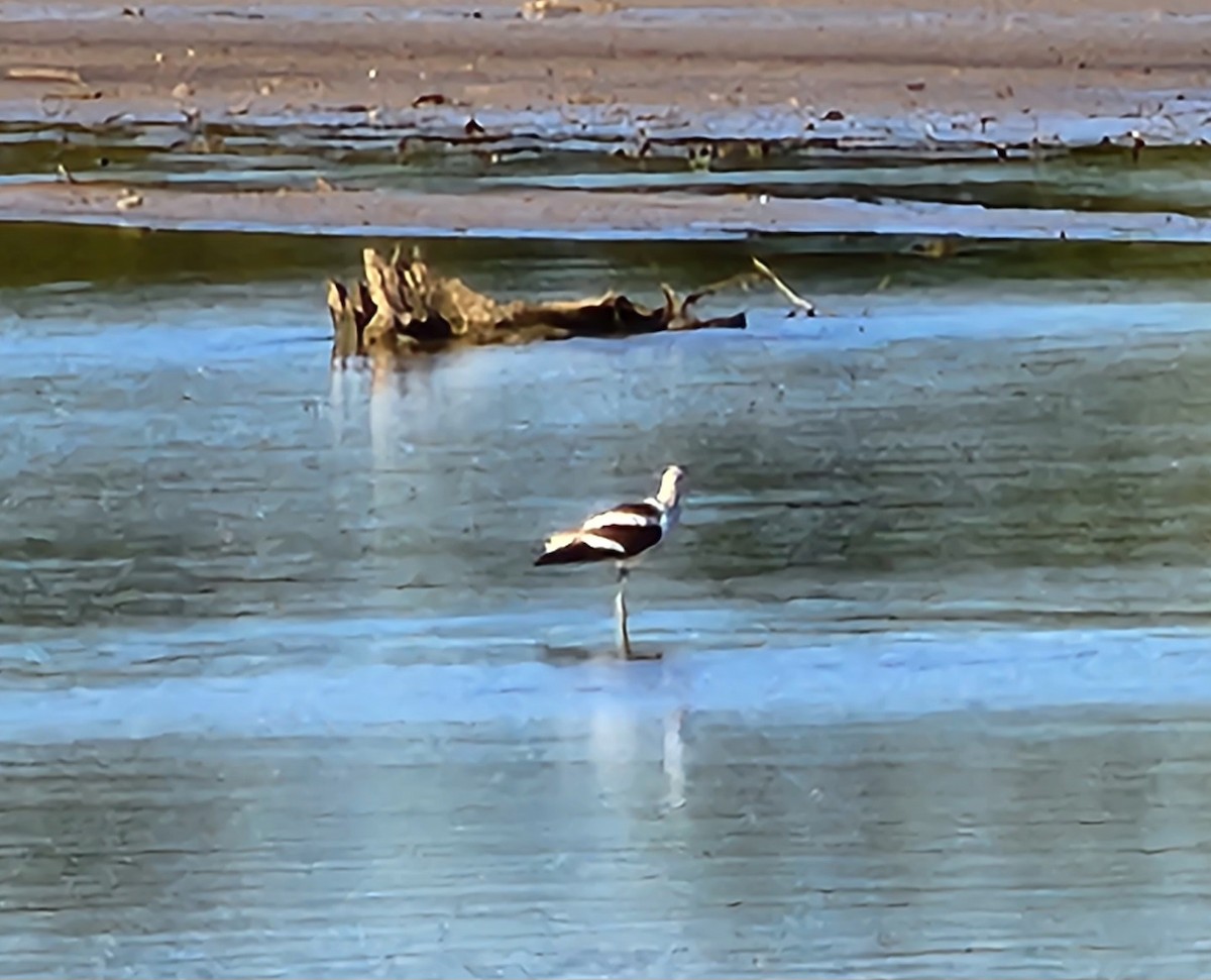 American Avocet - ML608370748