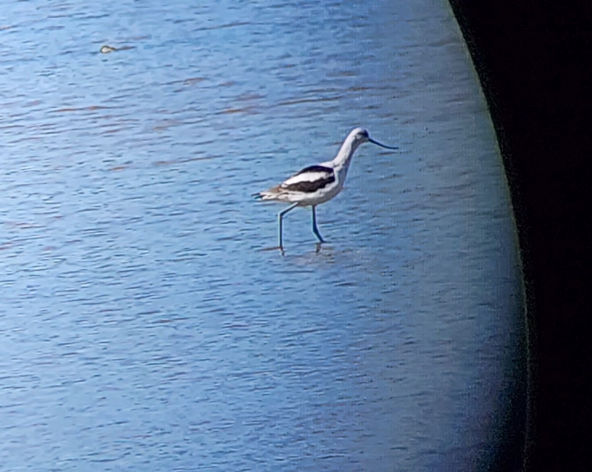 American Avocet - ML608370749