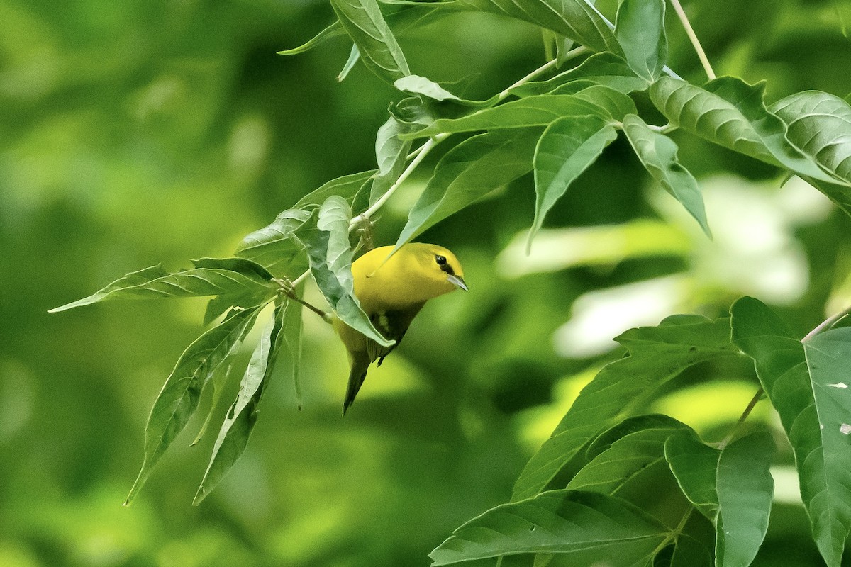 Blue-winged Warbler - Bill Massaro
