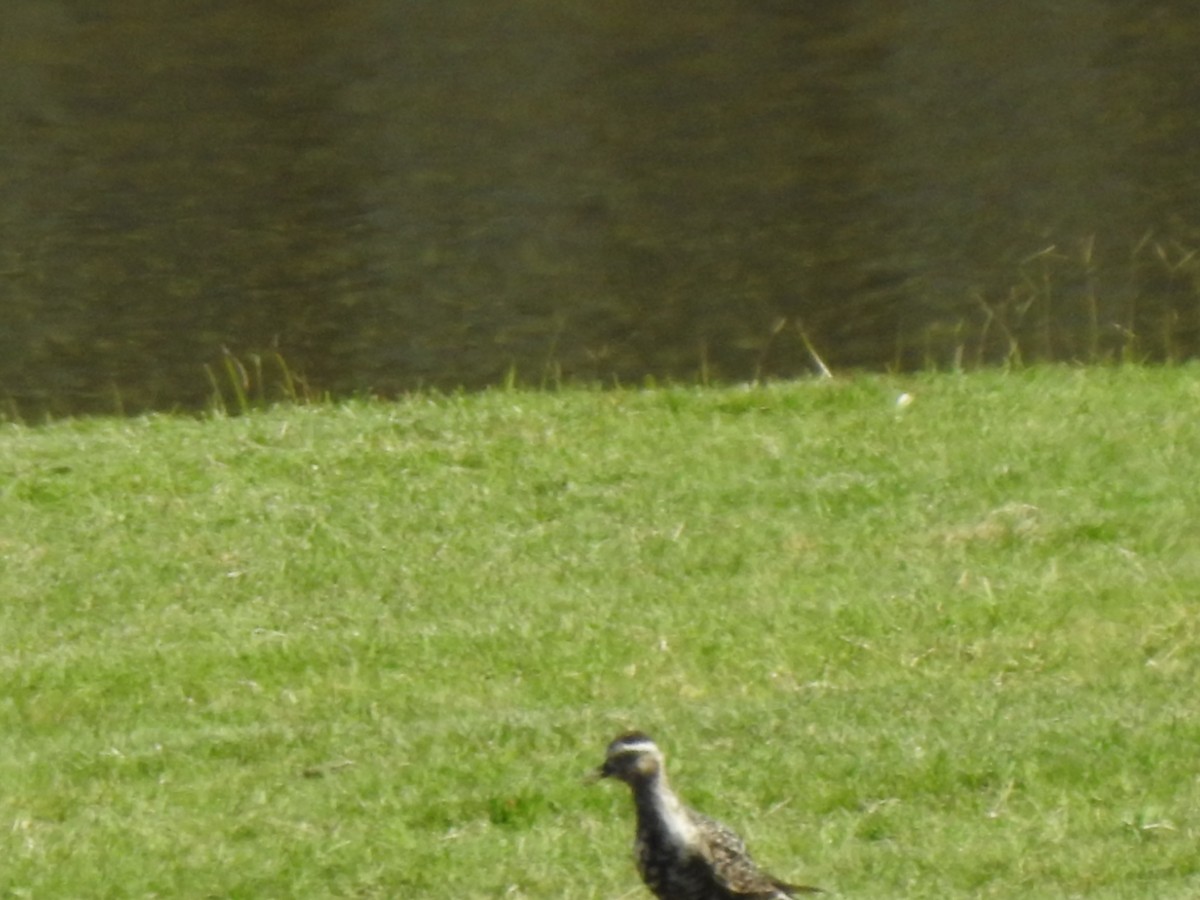 American Golden-Plover - ML608370919