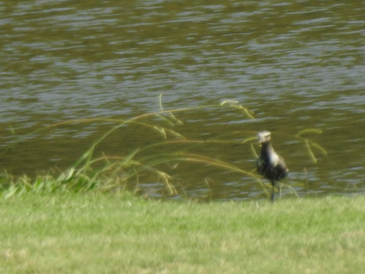 American Golden-Plover - ML608370920