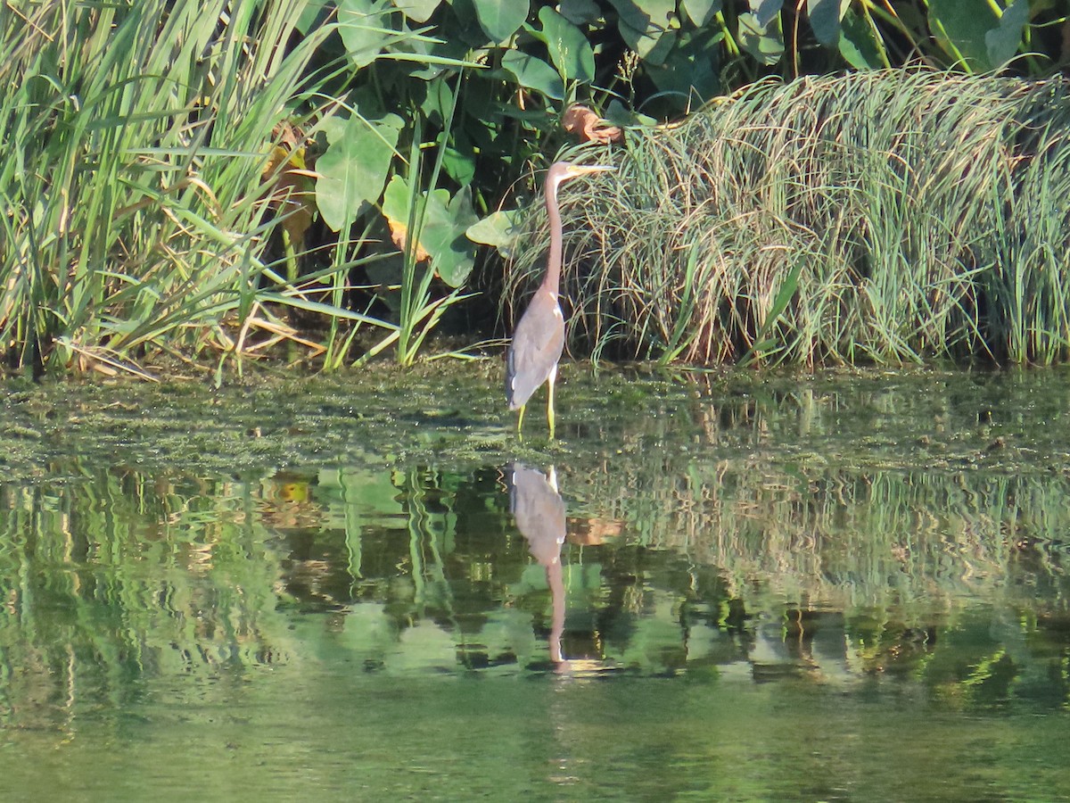 Tricolored Heron - ML608371010