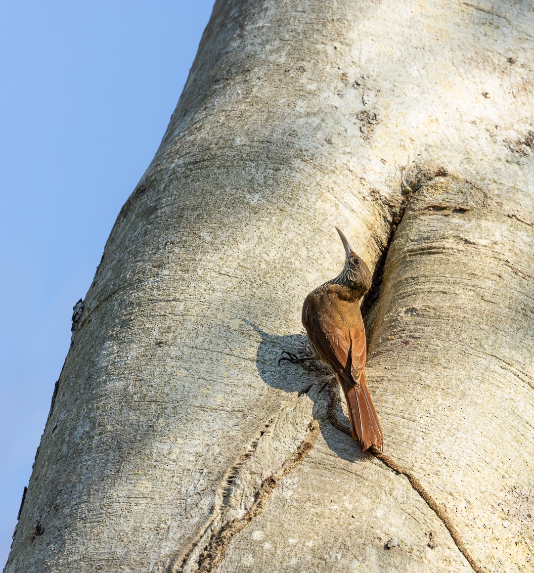 Inambari Woodcreeper - ML608371028