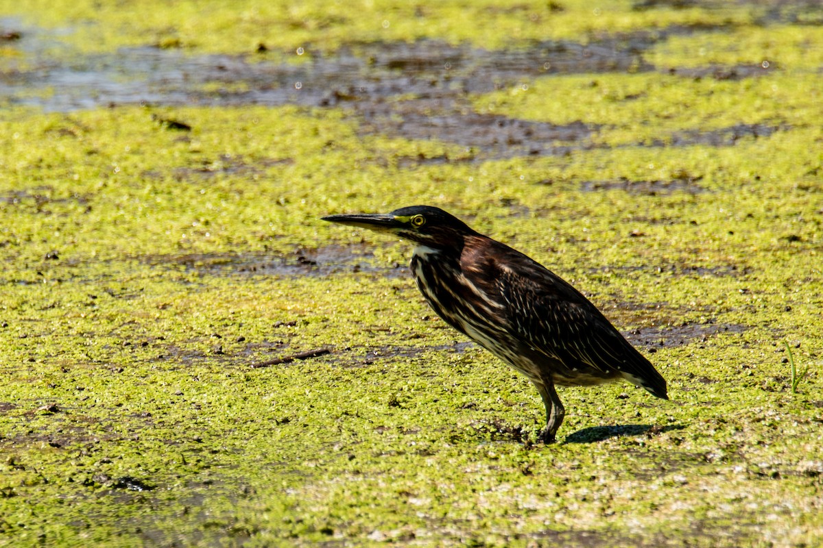 Green Heron - ML608371063