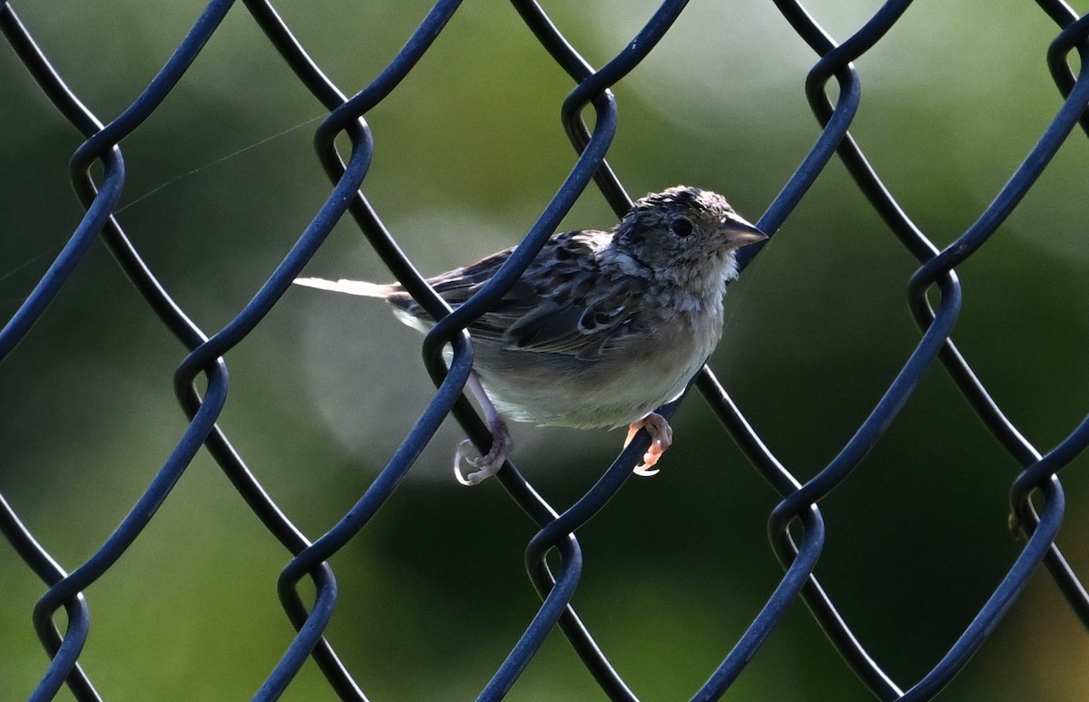 Grasshopper Sparrow - ML608371100