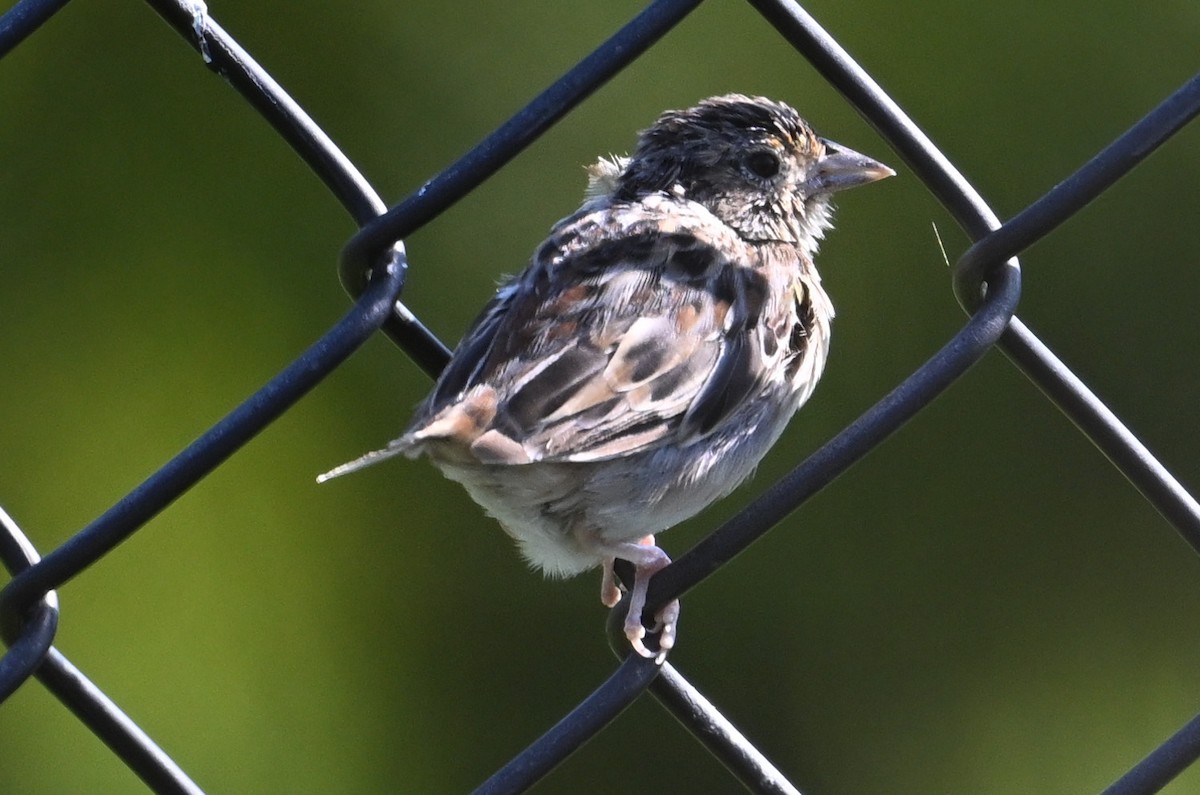 Grasshopper Sparrow - ML608371102