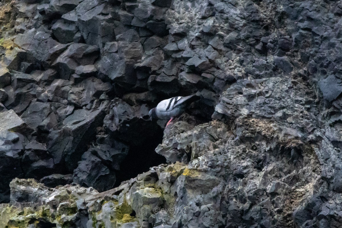 Rock Pigeon - ML608371128