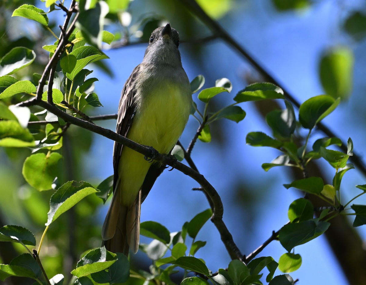 Great Crested Flycatcher - ML608371154