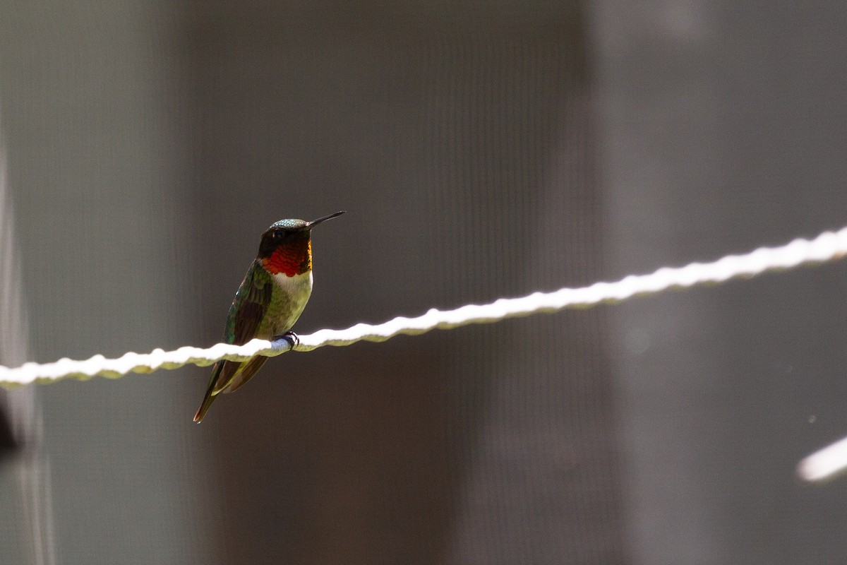 Ruby-throated Hummingbird - ML608371174