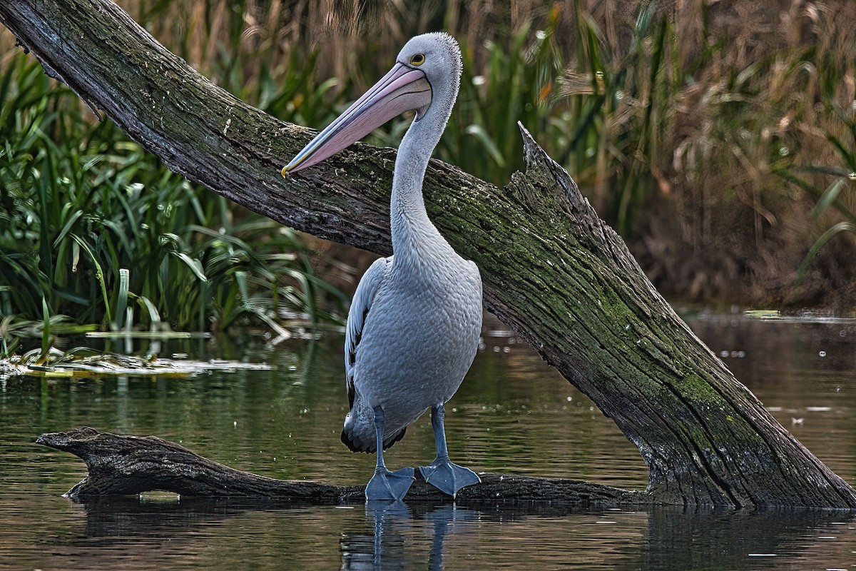 Australian Pelican - Alfons  Lawen