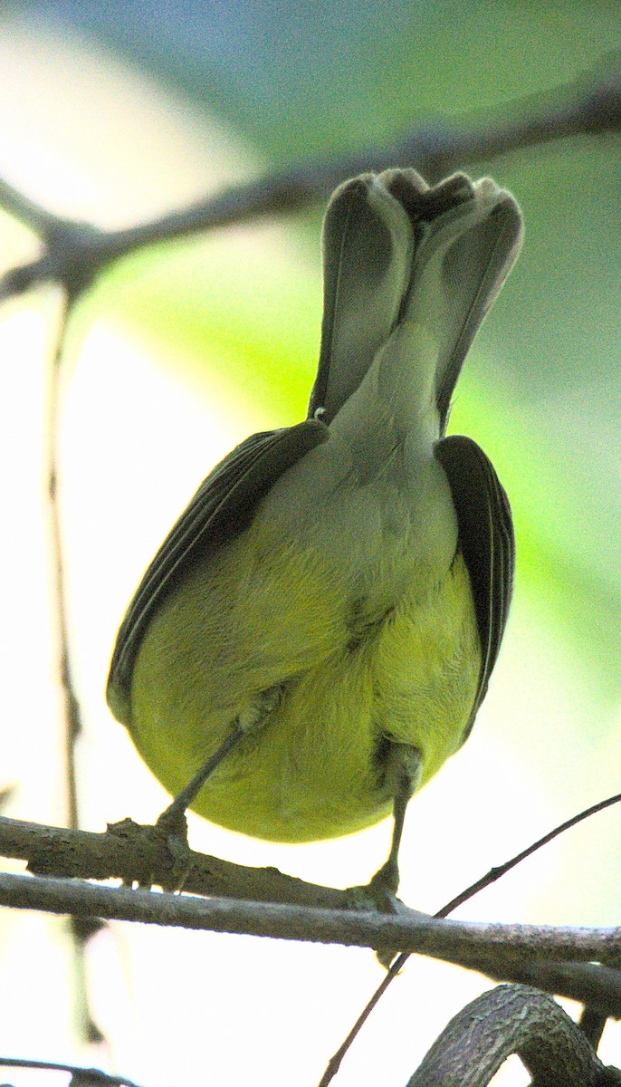 Blue-winged Warbler - Kerry Loux