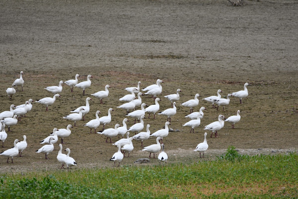 Snow Goose - ML608371523