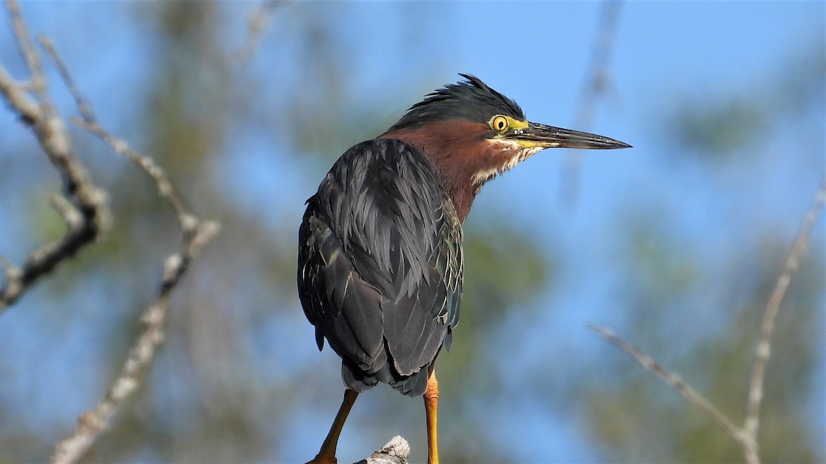 Green Heron - Dan J. MacNeal