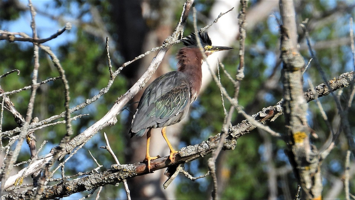 Green Heron - ML608371617