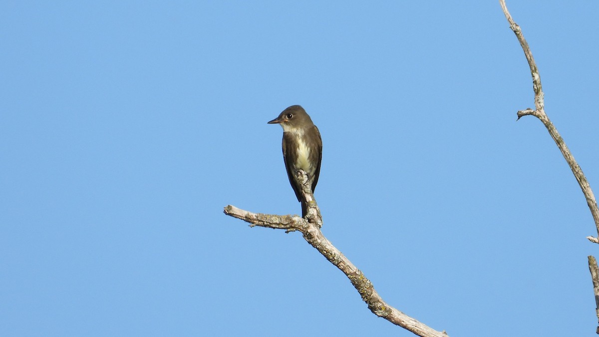 Olive-sided Flycatcher - Dan J. MacNeal