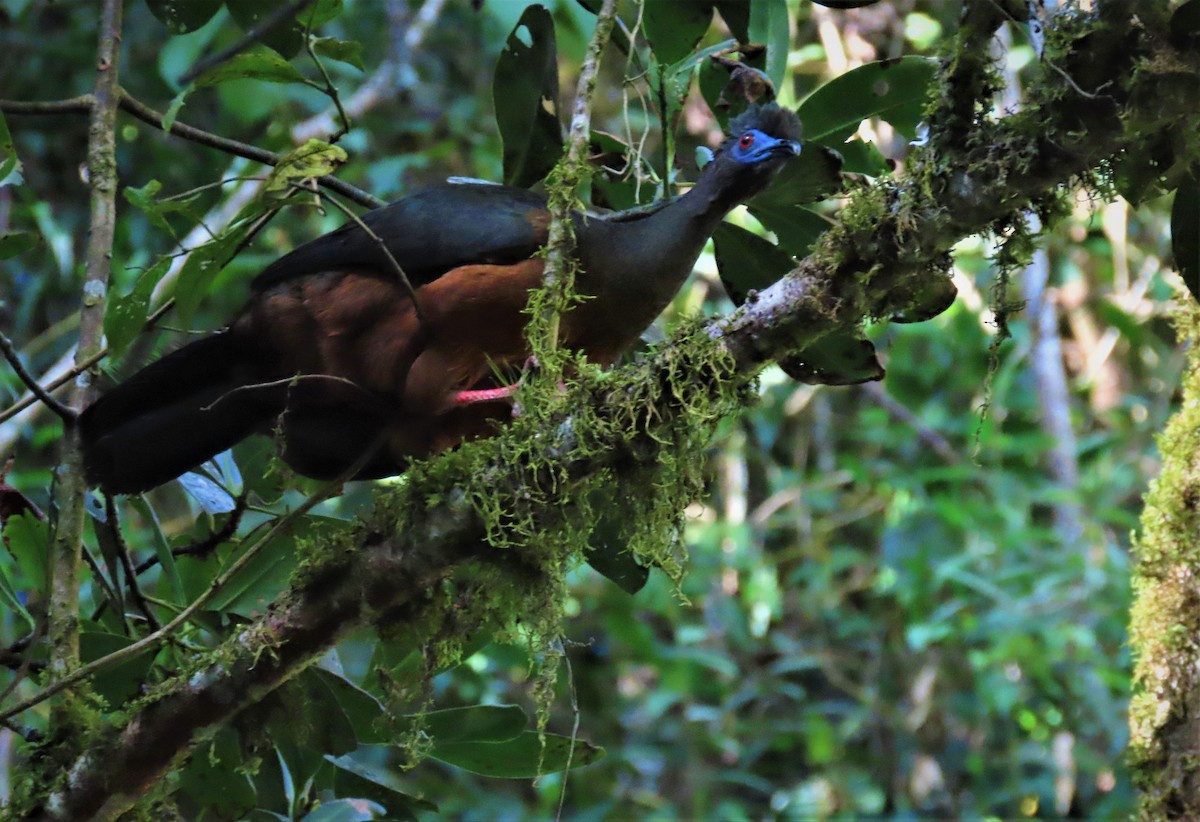 Sickle-winged Guan - ML608371798