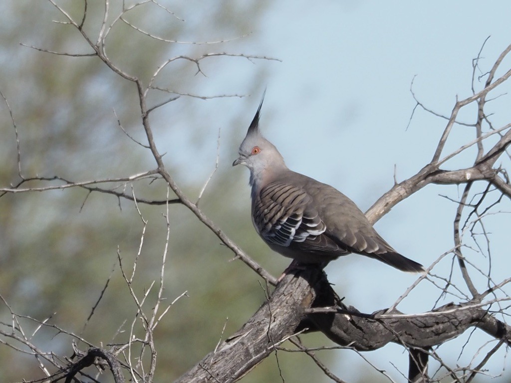 Crested Pigeon - ML608371852